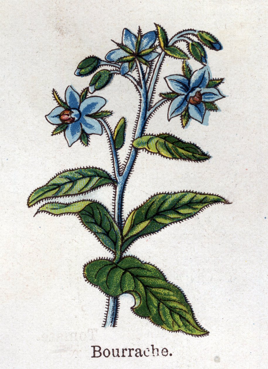 Medisin og mat botaniske planter: tranebær. Gravering i "" La medication naturelle"", av Friedrich Eduard Bilz (1842-1922) av Unknown artist