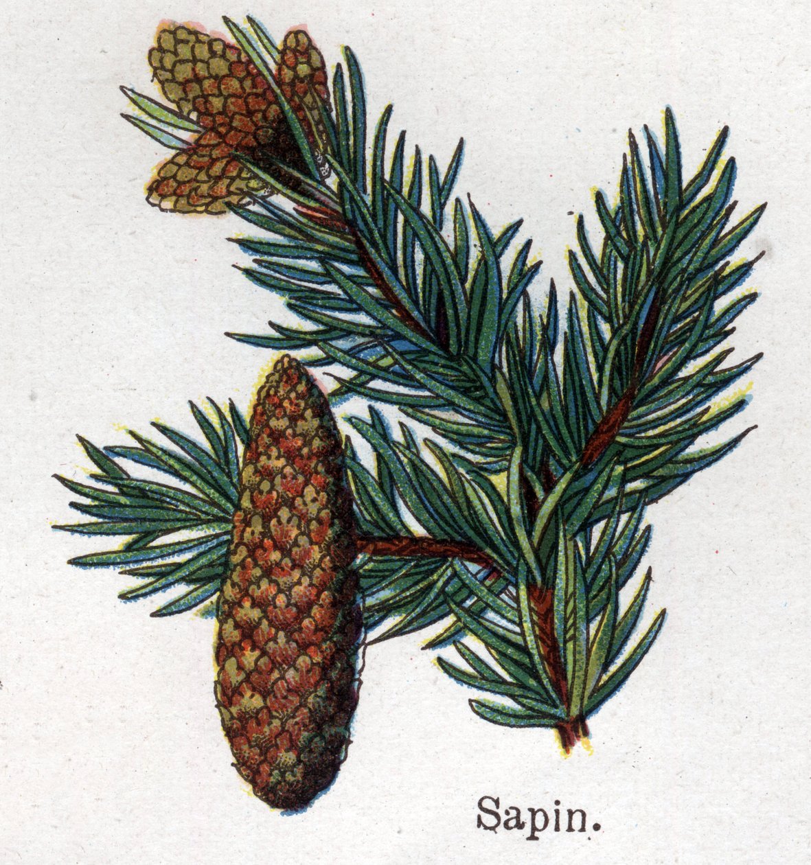 Medisin og mat botaniske planter: gran. Gravering i "" La medication naturelle"", av Friedrich Eduard Bilz (1842-1922) av Unknown artist