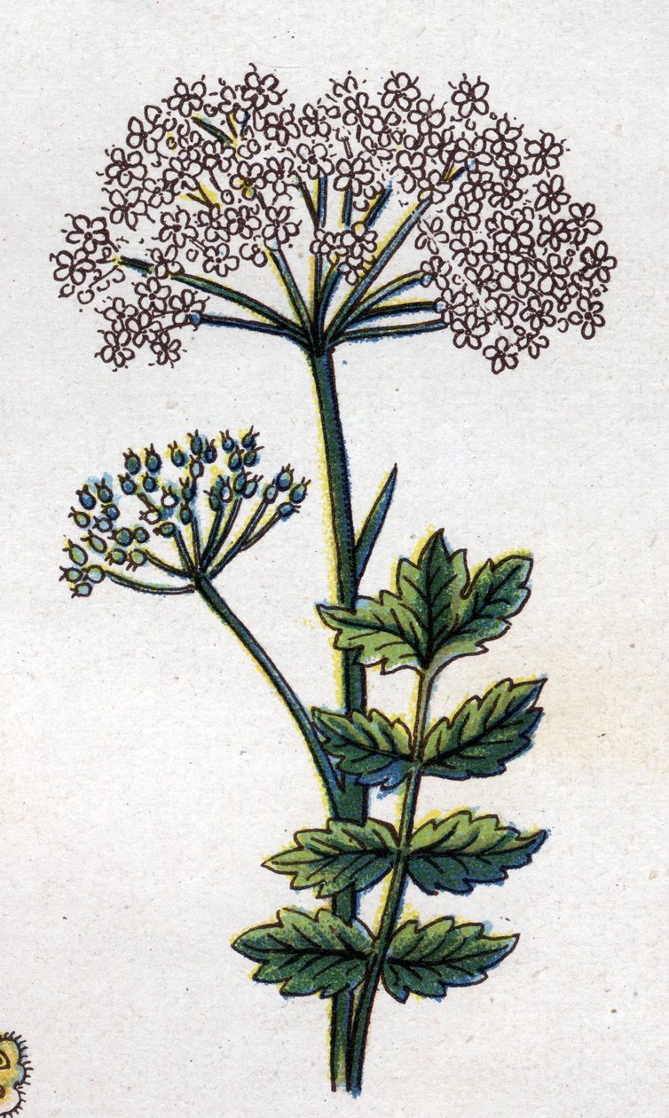 Medicinal and food botanical plants: large locage. Engraving in “” La medication naturelle””, by Friedrich Eduard Bilz (1842-1922) av Unknown artist