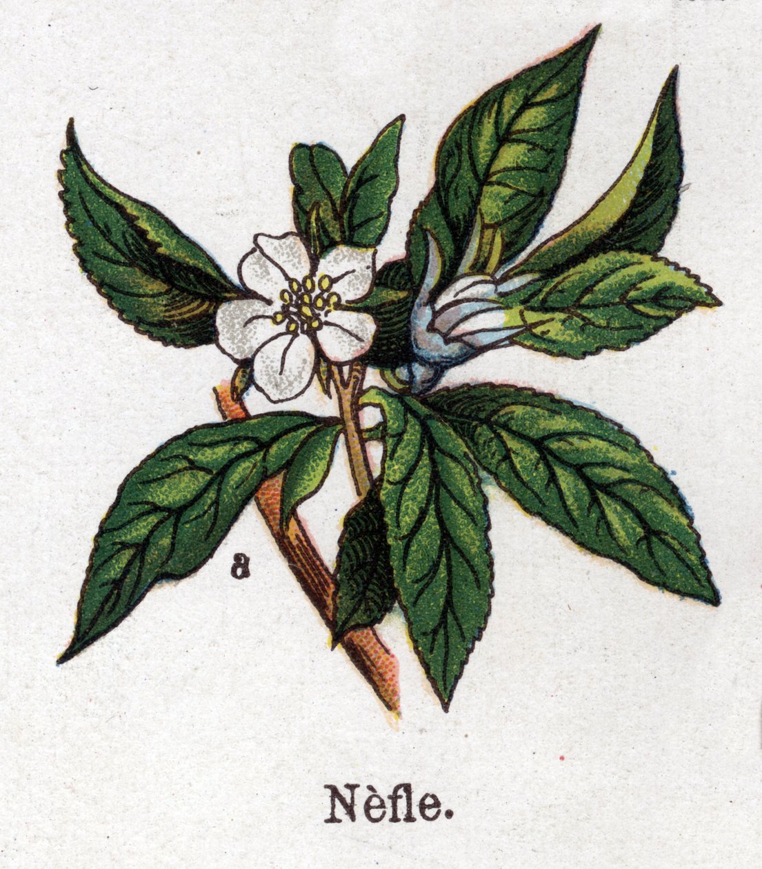 Medicinal and food botanical plants: nefle. Engraving in “” La medication naturelle””, by Friedrich Eduard Bilz (1842-1922) av Unknown artist