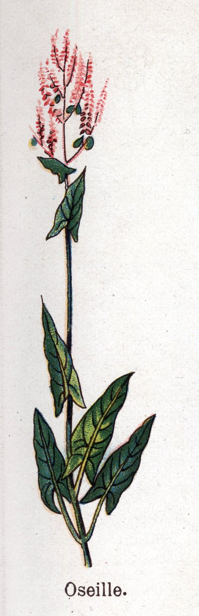 Medisin og mat botaniske planter: sorrel. Gravering i "" La medication naturelle"", av Friedrich Eduard Bilz (1842-1922) av Unknown artist
