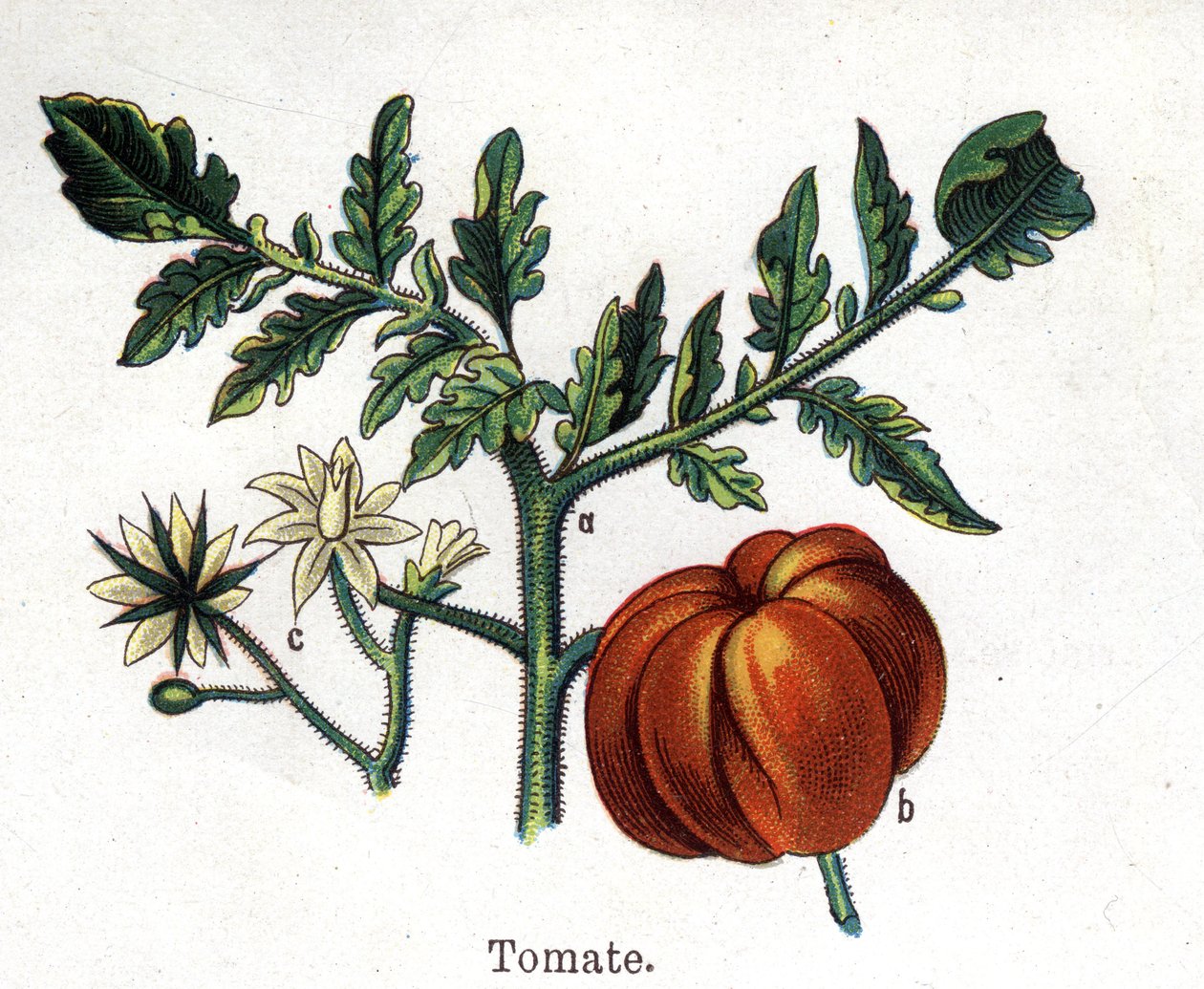 Medicinal and food botanical plants: tomato. Engraving in “” La medication naturelle””, by Friedrich Eduard Bilz (1842-1922) av Unknown artist