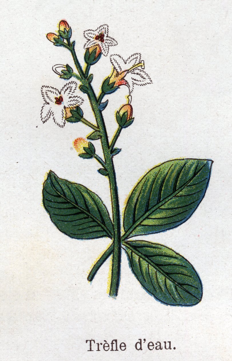 Medicinal and food botanical plants: water clover. Engraving in “” La medication naturelle””, by Friedrich Eduard Bilz (1842-1922) av Unknown artist