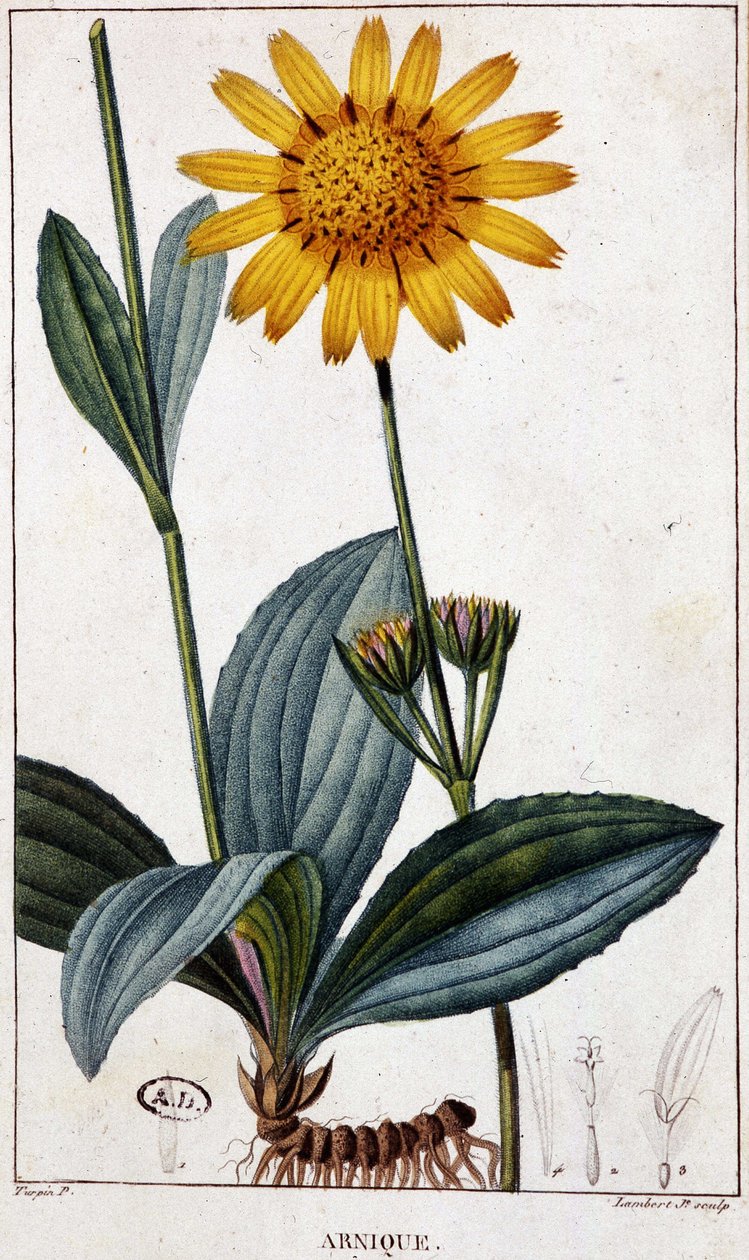 Medisinplante: Arnic (eller arnica) - botanisk bord, sent på 1800-tallet. av Unknown artist
