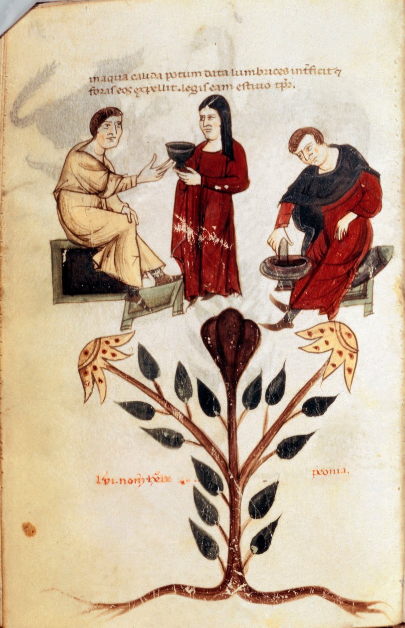 Medisin: tilberedning av en urtedrikk (pion). Minama hentet fra """ de Diversis Herbis"" av Hipocrates The Great eller Hipocrates of Cos (460-370 f.Kr.) Great Doctor av Unknown artist