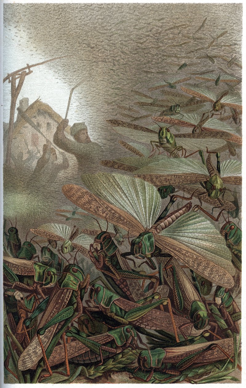 Migratory Locust - Den trekkende gresshoppen (Locust migratoria) - gravering fra "" Brehm