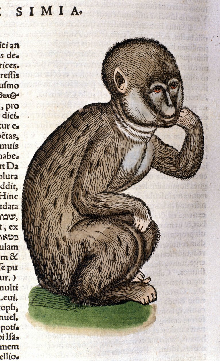 Ape etter Historia Animalium av Conrad Gesner, Tiguri 1560. Biblioteca Nazionale Braidense. Milan av Unknown artist