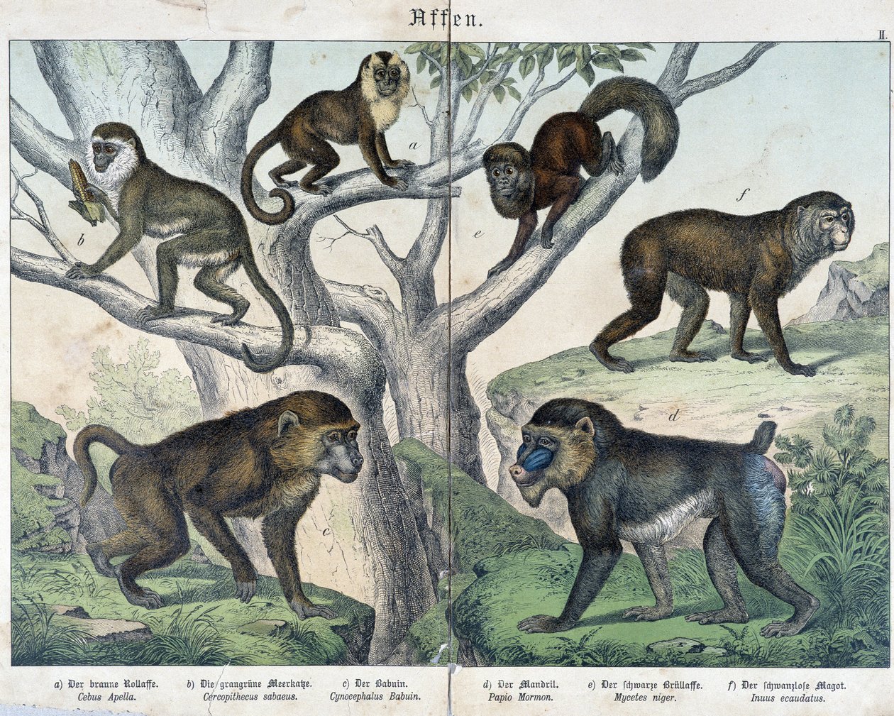 Monkeys: monkeys... - i “” Natural histories of pattedyr””, red. Schreiber av Unknown artist