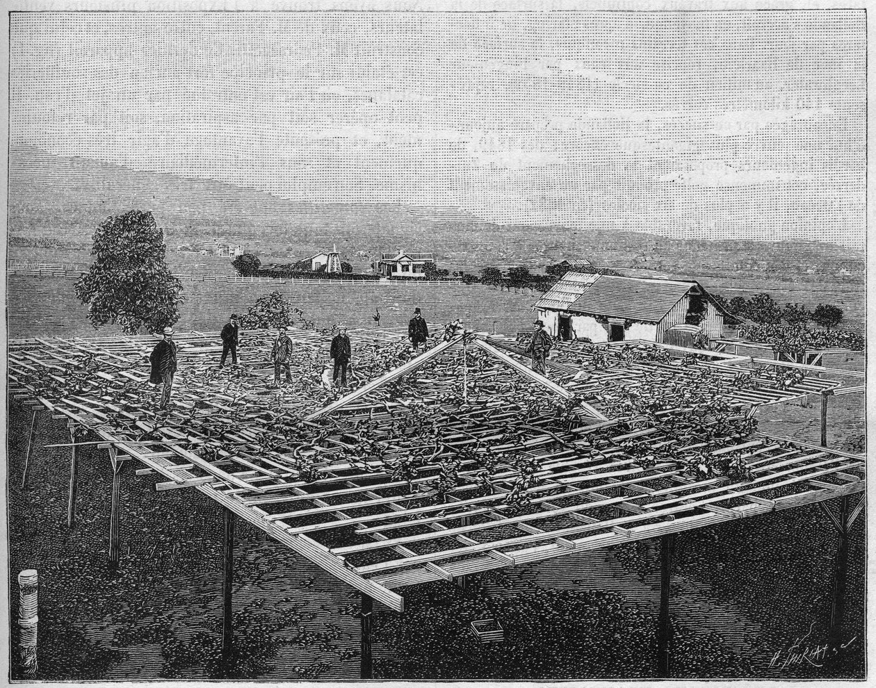 Montecito Vineyard i California i 1888. i «Nature» fra 1888. av Unknown artist