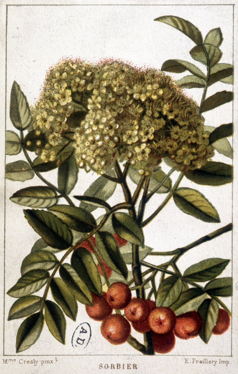 Fjellaske - botanisk bord av Unknown artist