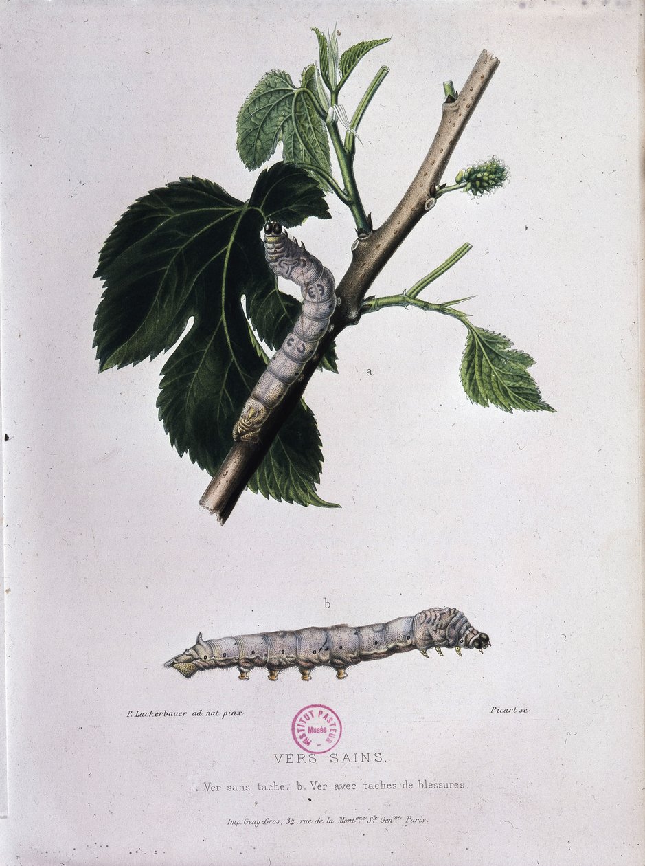 Mulberry og silkeorm - Study of Pasteur av Unknown artist