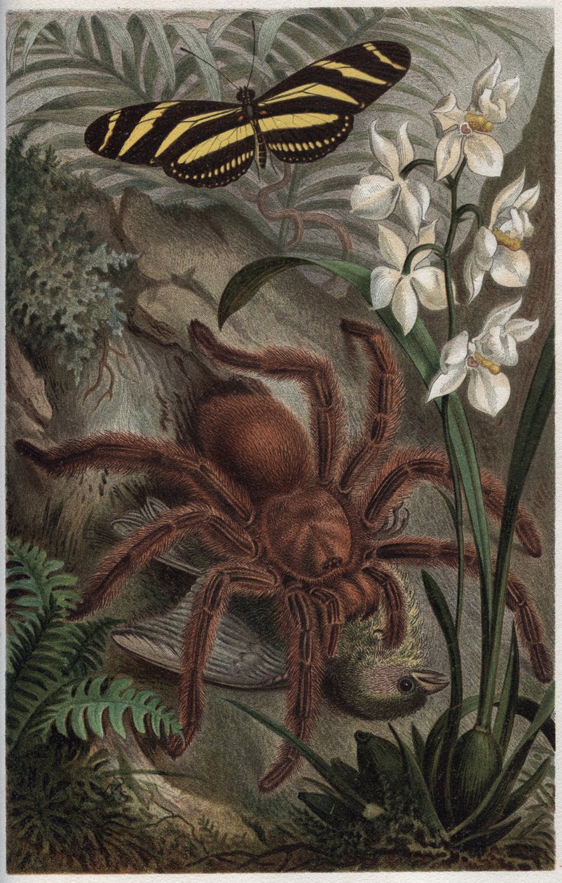 Mygalomorphae (Orthognatha) - engraving from “” Brehm