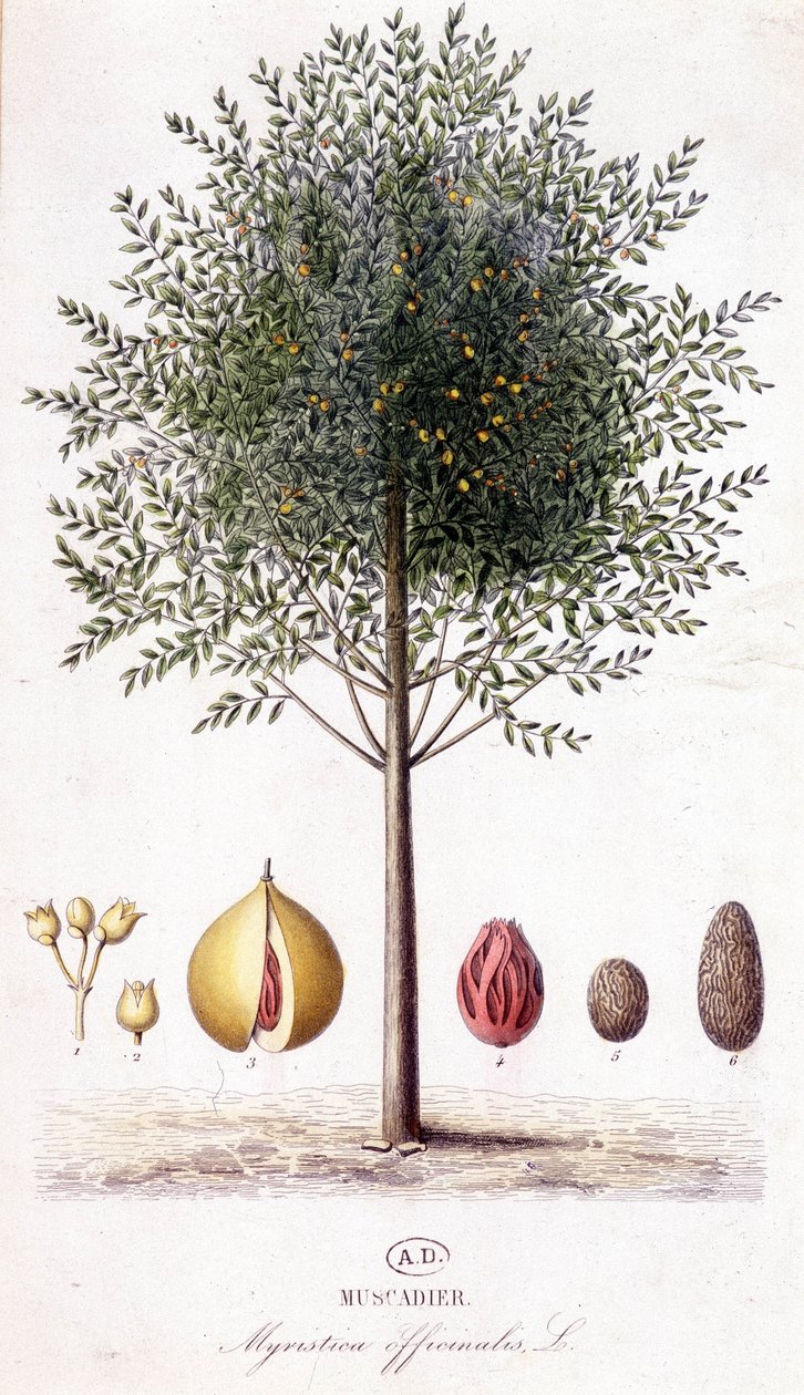 Myristica fragrans - Muscadier (Myristica officinalis). botanisk bord av Unknown artist