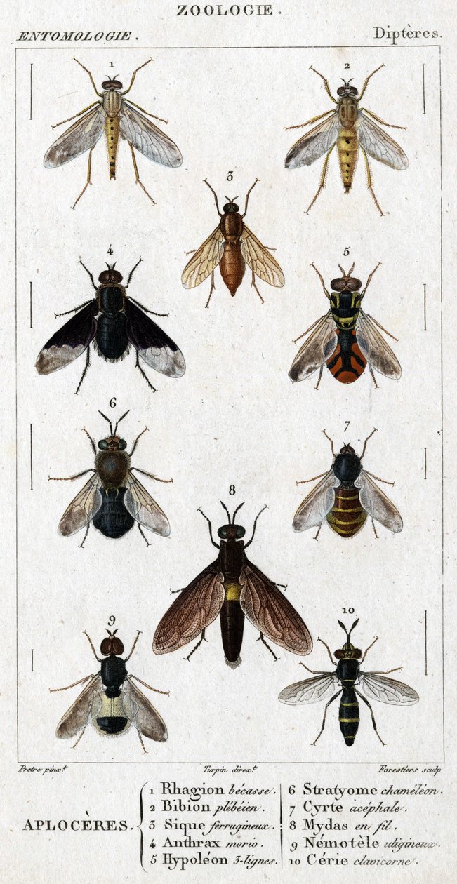 Naturhistorisk styre. Entomologi. Dipteres familie. Aploceres: 1. Rhagion bøk; 2. Plebeien bion; 3. Jernholdig Sic; 4 Miltbrann morio; 5. Hypoleon 63 linjer; 6. Stratyome kameleon; 7; Cyrte acephal; 8. Mydas i tråd; 9. Utiginous nemotele; 10. clavicorn ce av Unknown artist