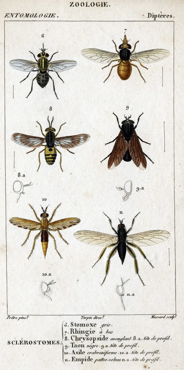 Naturhistorisk styre. Entomologi. Dipteres familie. Sklerostome: 6. Grå stomox; 7. Nebb rhingia; 8. Blindende Chrysopside; 8a. profil hodet; 9. Taon negre; 9a. leder av profil; 10. Crabroniforme asyl; 10a. leder av profil; 11. Emboid hårete ben; n.a. av Unknown artist