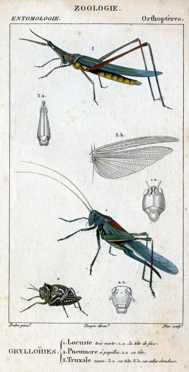 Naturhistorisk styre. Entomologi. Familie av ortoptere. Grylloides: 1. Græshopper veldig grønn. 1.a. fronthodet; 2. Pneumore har smaksløker; 2.a. hodet; 3. Nasu truxal; 3.a. hode; 3.b. utvidede vinger. av Unknown artist