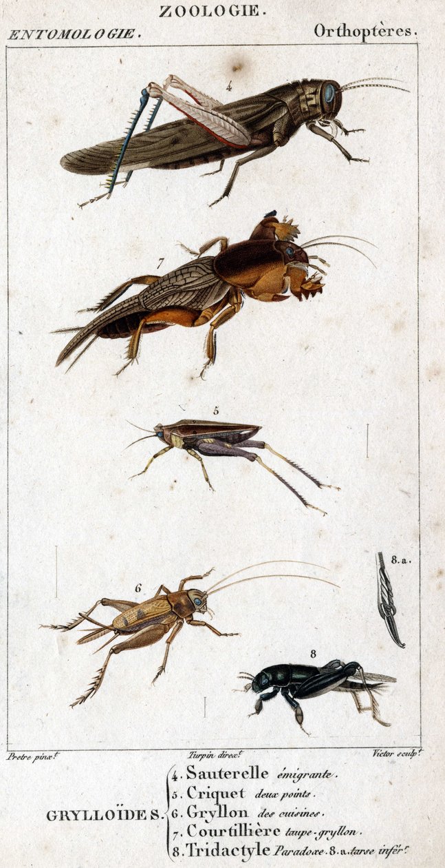 Naturhistorisk styre. Entomologi. Familie av ortoptere. Grylloides: 4. Emigrerende gresshoppe; 5. Grasshopper to poeng; 6. Gryllon fra kjøkkenene; 7. Gryllon mol buljong; 8. Tridactyl paradoks; 8a. inferior tarsus. av Unknown artist
