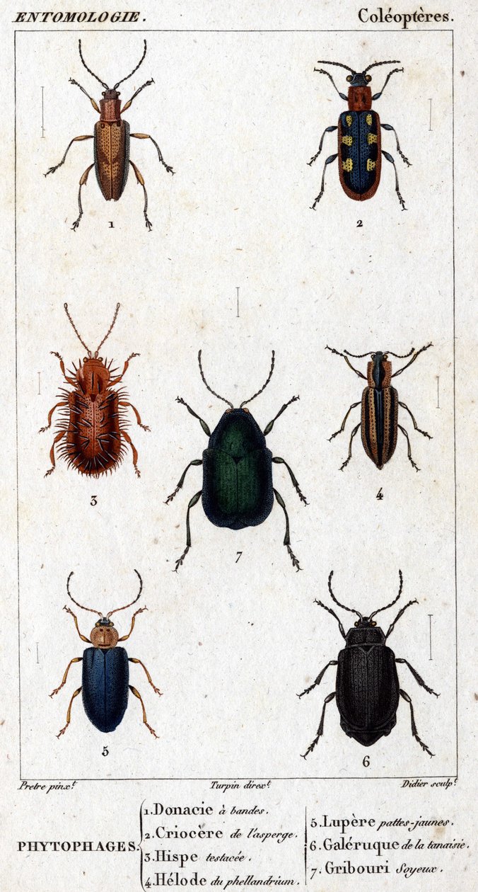 Naturhistorisk styre. Entomologi. Coleopteres familie. Fytofager: 1. Banded donacia; 2. Asparges criocere; 3. Hisp testet; 4. Phellandrium helode; 5. Lupere gule ben; 6. Tansy galleri; 7. Silkeaktig doodle. av Unknown artist