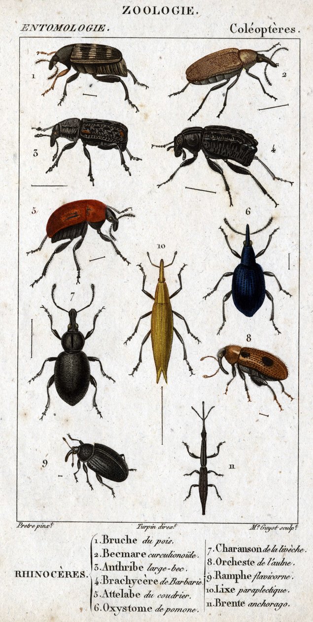 Naturhistorisk styre. Entomologi. Coleopteres familie. Neshorn: 1. Ertebruche; 2. Beemare curculionoid; 3. Anthribe stort nebb; 4. Prickly Brachycere; 5. Attelabra av coudrier; 6. Pomone oxystoma; 7. Liveche charanson; 8. Alderorkester; 9. av Unknown artist
