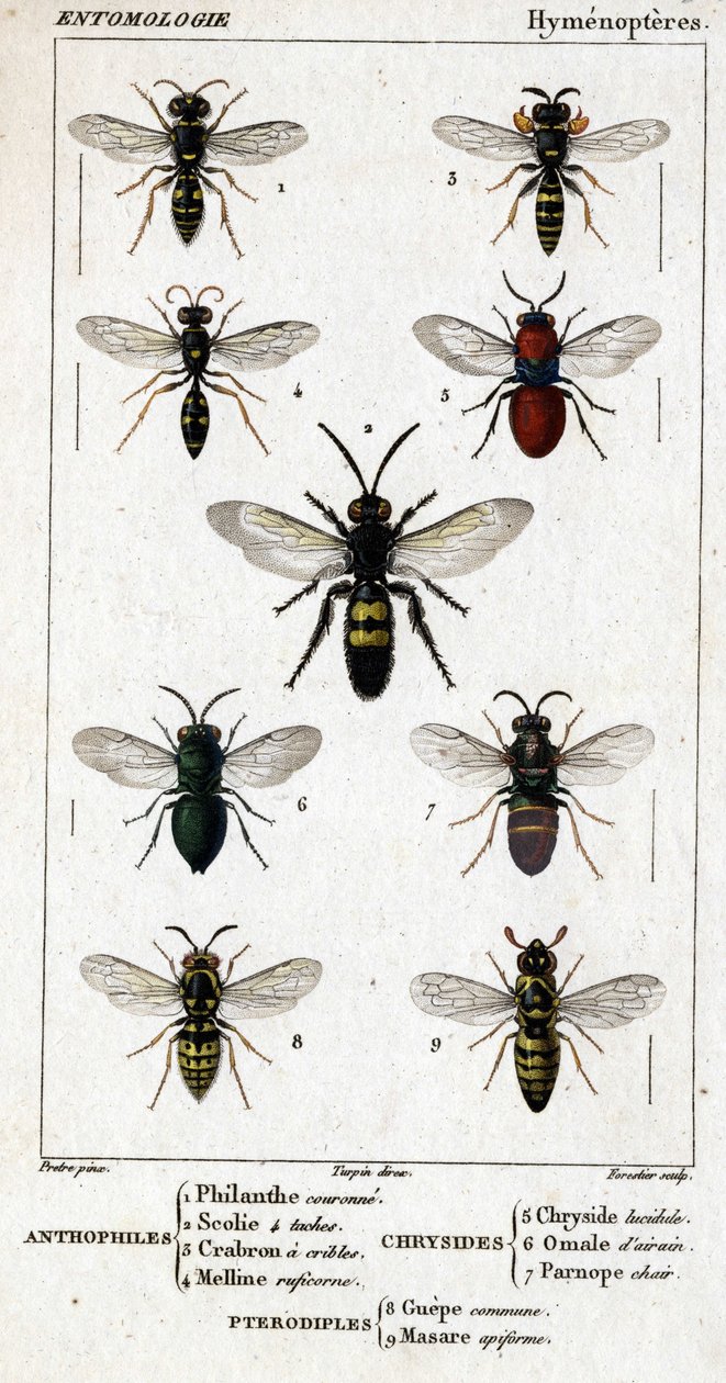 Naturhistorisk styre. Entomologi. Hymenopteres-familien. Antofile: 1. Filanth-krone; 2. Scoile 4 flekker; 3. Screening crabron; 4 Melline ruficorne. Chryside: 5. Klar Chryside; 6. Hjerne Omalum; 7. Parnope-kjøtt. Pterodiples: 8. fellesareal; 9. Masar av Unknown artist