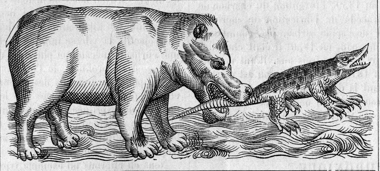 Nilen flodhest. (Etter Pierre Belon av Unknown artist