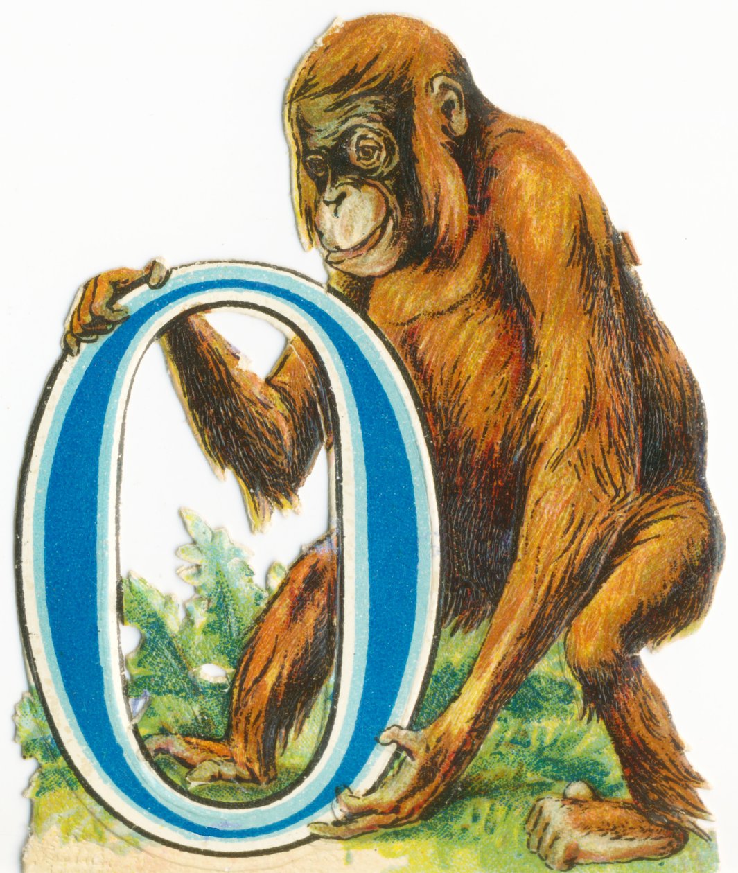 O: Orangutang av Unknown artist