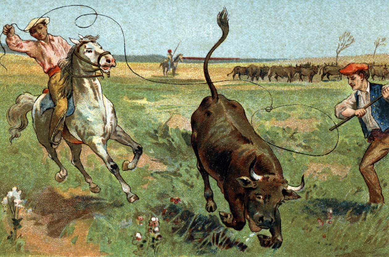 Old custom celebrated in the Provence region: the ferrade in the Camargue. Chromolithography of the late 19th century. av Unknown artist