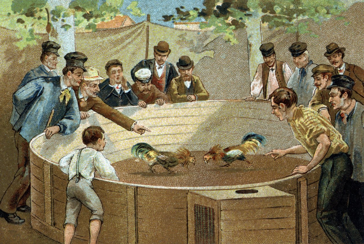 Gammel skikk feiret i regionen Flandern: Hanekamp. Kromolitografi fra slutten av 1800-tallet. av Unknown artist