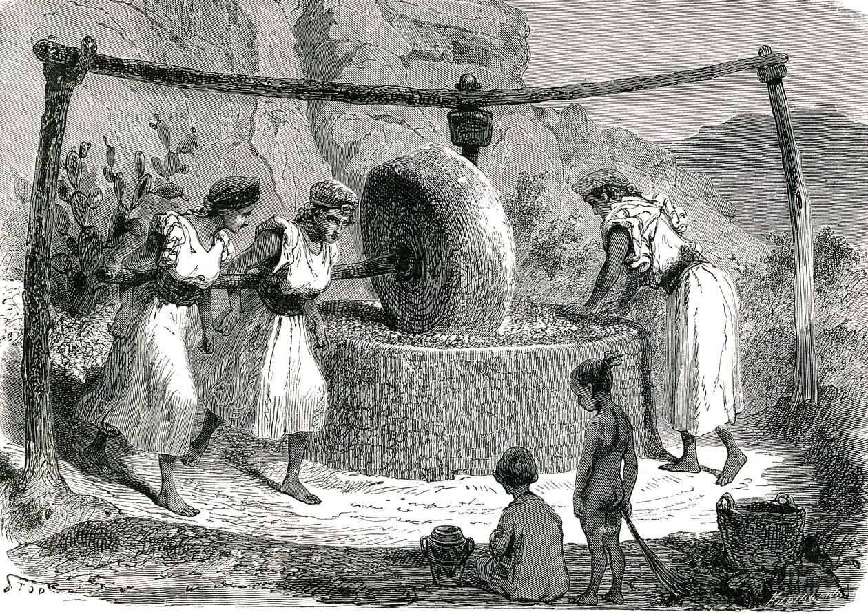 Olivenkvern i Algerie 1885 av Unknown artist