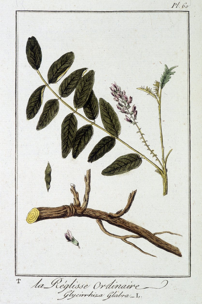 Ordinary liquisse (Glycyrrhiza glabra) - i "Exercices in botany for the use of traders", redigert av J.C. Philibert, Imprimerie de Crapelet, Paris av Unknown artist