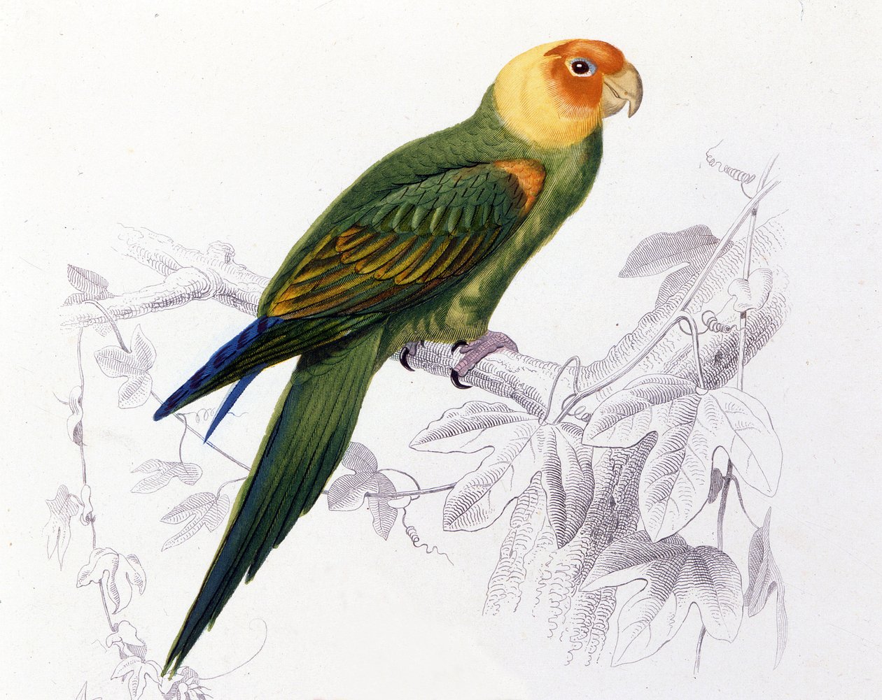 Ornitologi: Carolina papegøye. (Psittacus carolinensis) av Unknown artist