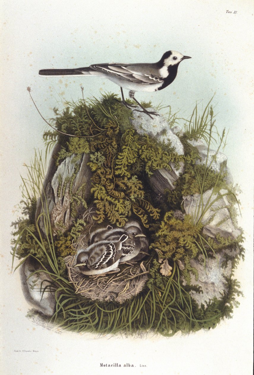Ornitologi: en grå bergeronnet (motacilla alba) nær reiret til ungene. 1800-tallets zoologistyre av Unknown artist