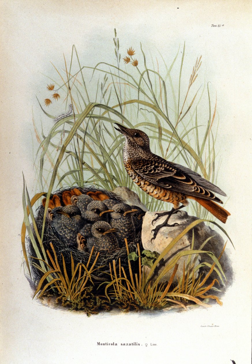 Ornitologi: en monticole nær reiret til ungene. av Unknown artist