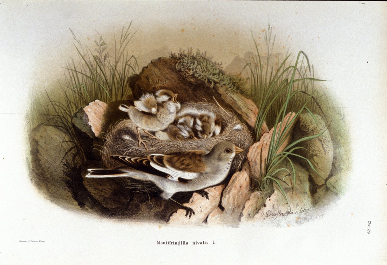 Ornitologi: en alpin niverolle nær reiret til ungene. av Unknown artist