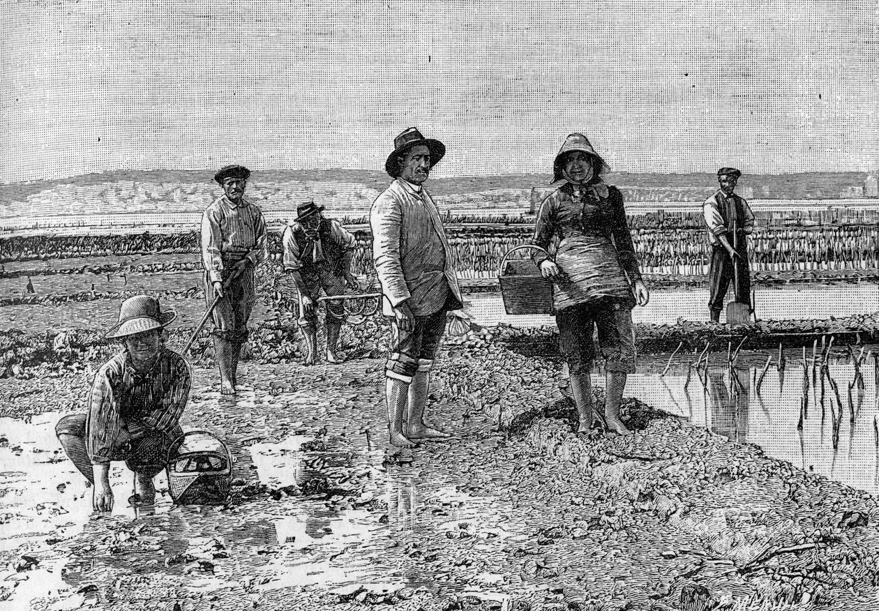 Ostreiculture - the cultivation of oysters in the Arcachon basin (1894): oyster parkers (from a photograph). Engraving in “” La Nature: revue des sciences et de leurs applications aux arts et a l
