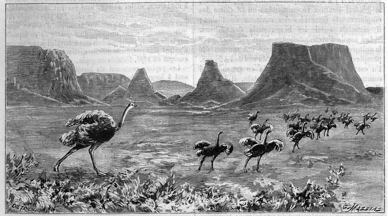 Strutsfri i det sørlige Afrika. Gravering fra 1895 fra en tegning av Lichtenstein fra 1804. av Unknown artist