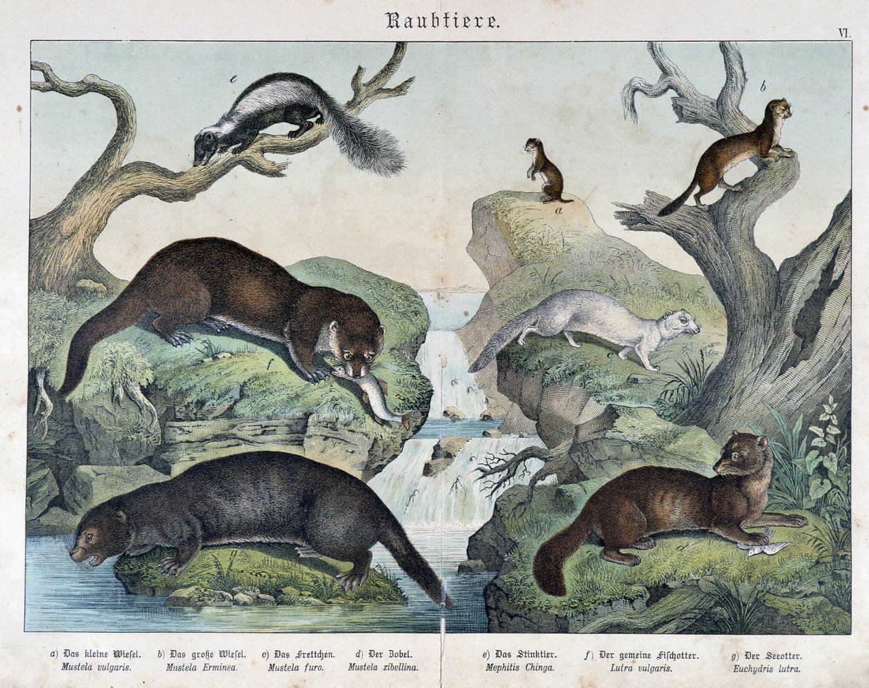 Oter, ildere, vesle... - i "Natural histories of pattedyr", red. Schreiber av Unknown artist