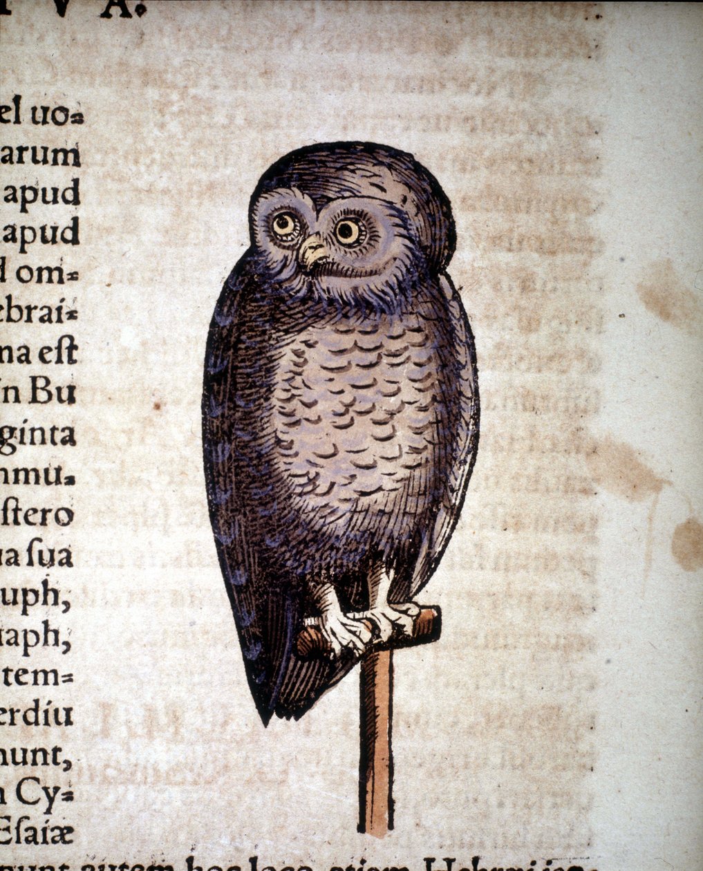 Ugle - fra Dyrenes historie av Konrad Gesner, Tiguri av Unknown artist