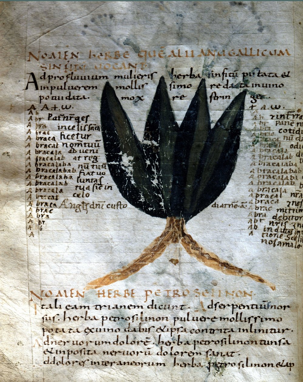 Side av manuskriptet til Apulee (Lucius Apuleius) (ca. 125-ca. 180), "På urtenes styrke", 8. eller 9. århundre. Lucca, regjeringsbiblioteket. av Unknown artist
