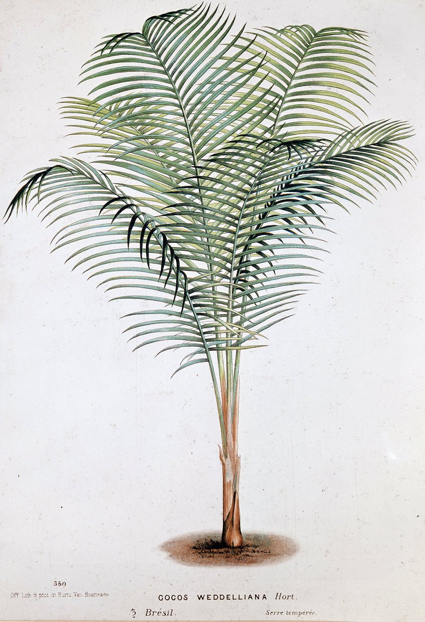 Palm Cocos Weddelliana (Brasil) - Botanisk bord av Unknown artist
