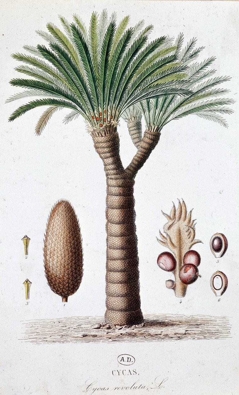 Palm Cycas Revoluta - Botanisk bord av Unknown artist