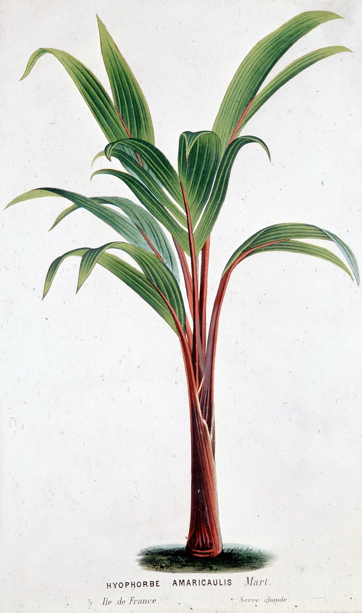 Palm Hyophorbe Amaricaulis (Mauritius) - Botanisk bord av Unknown artist