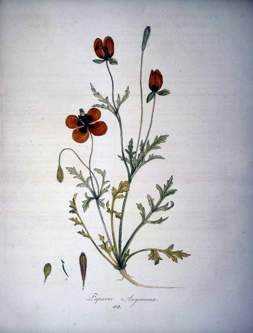 Papaver Argemone (Blomst og plante av valmue Argemone). Herbarium fra 1800-tallet. av Unknown artist