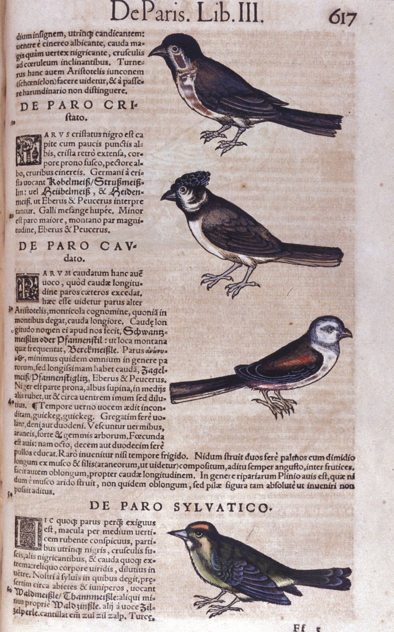 Passereaux in Historia Animalium av Conrad Gesner (1516 - 1565), Tiguri av Unknown artist