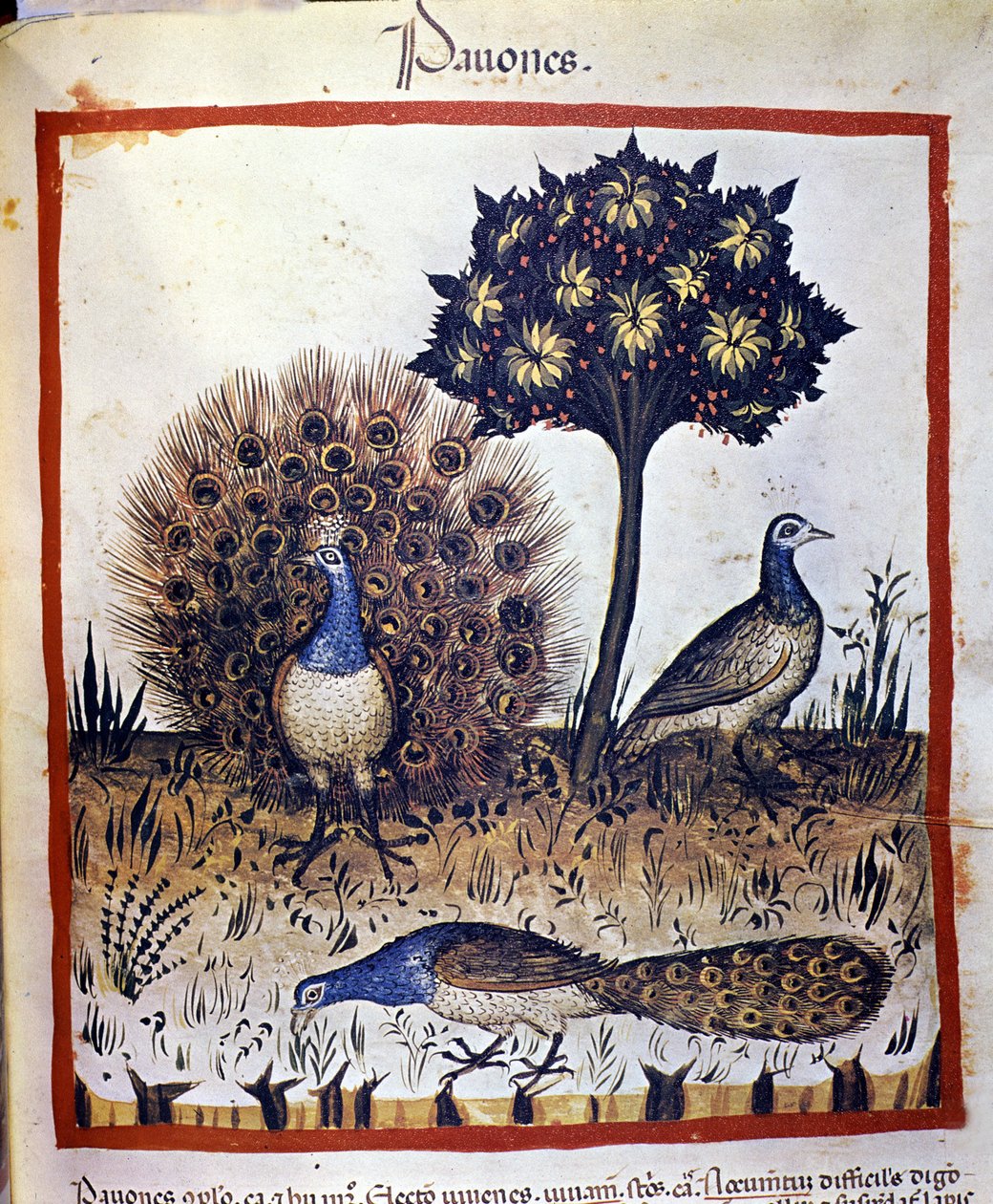 Påfugler representert i "Tacuinum Sanctum" av Unknown artist