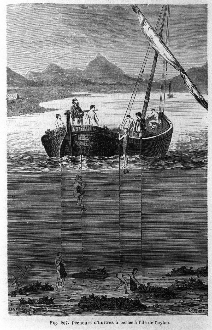 Perlefersken på Ceylon (dagens Sri Lanka). av Unknown artist