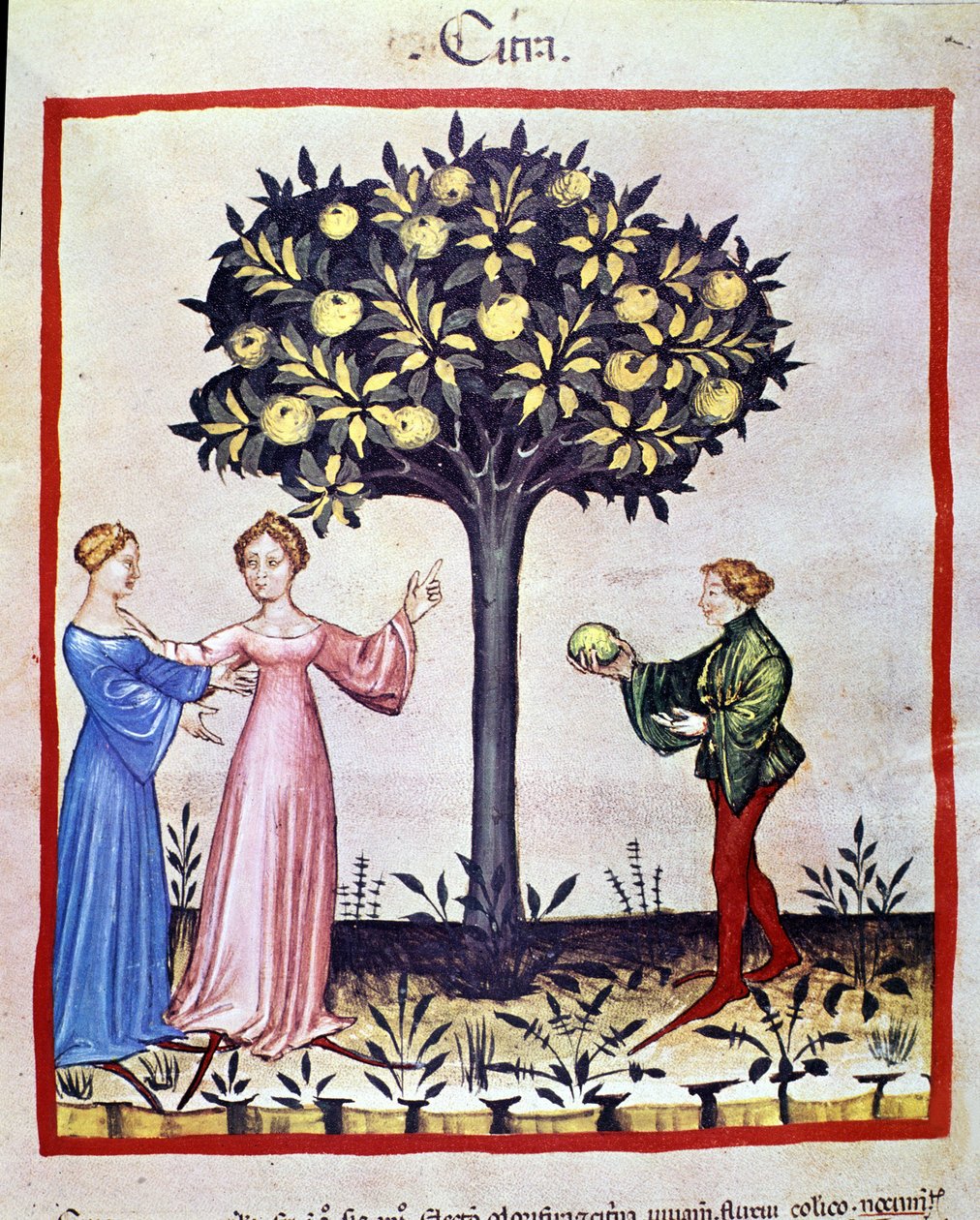 Plukkende cedrat, frukt av cedratier. Belysning fra melking av medisin og diett "" Tacuinum sanitatis"" av Unknown artist