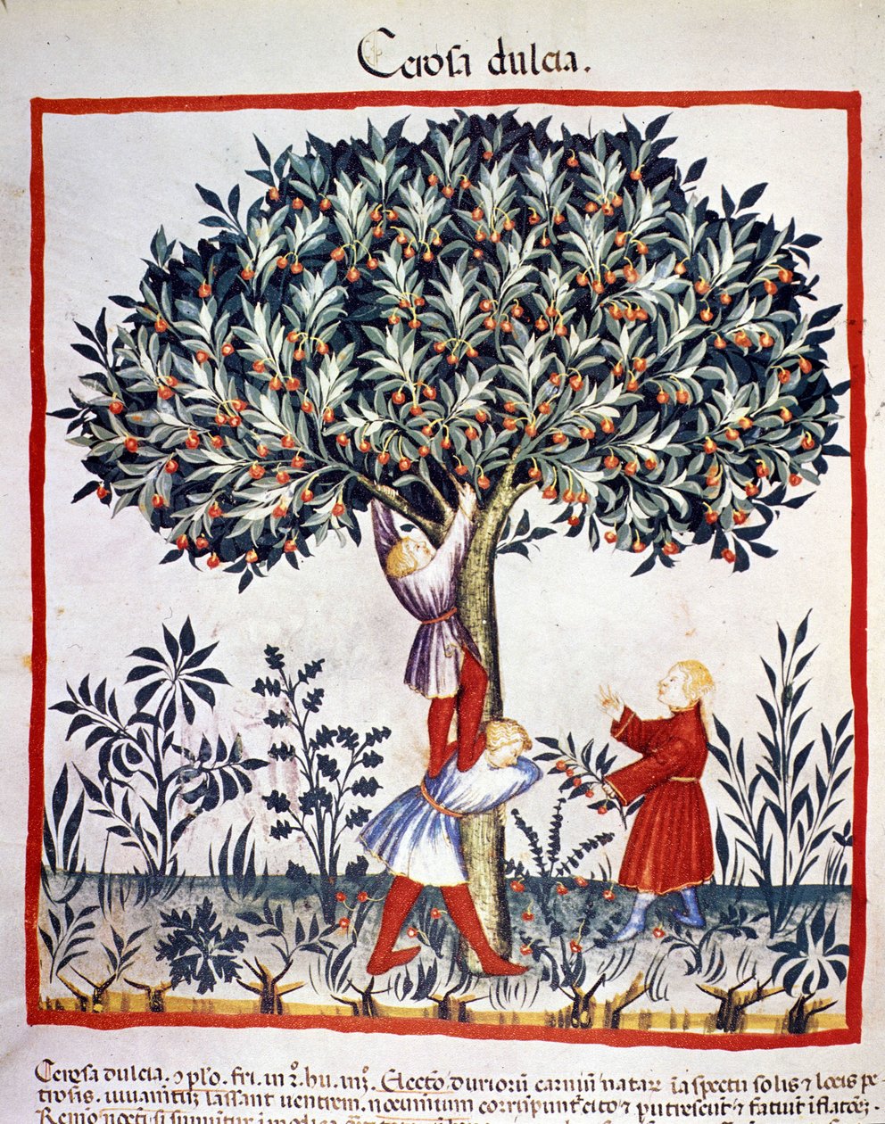 Plukke kirsebær. Belysning fra melking av medisin og diett "" Tacuinum sanitatis"" av Unknown artist