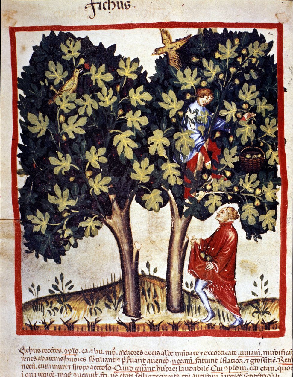 Å plukke fiken. Belysning fra melking av medisin og diett "" Tacuinum sanitatis"" av Unknown artist