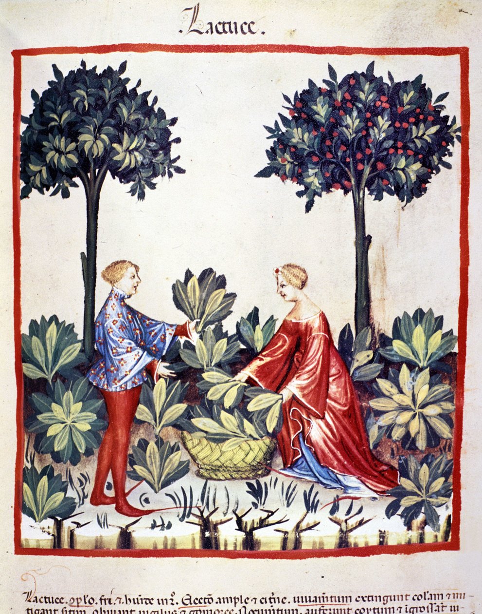 Plukke salat. Belysning fra melking av medisin og diett "" Tacuinum sanitatis"" av Unknown artist